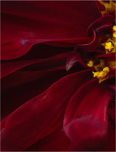 Ámbar floral