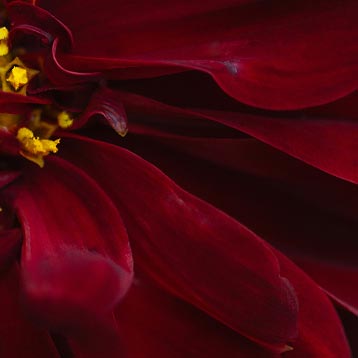 Ámbar floral