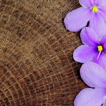 Amaderada Floral